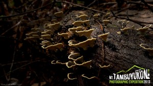 Mount Tambuyukon Expedition  